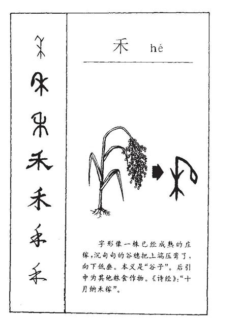 禾名字意思|禾字的寓意是什么意思